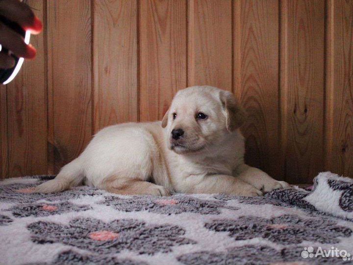 Щенки лабрадора