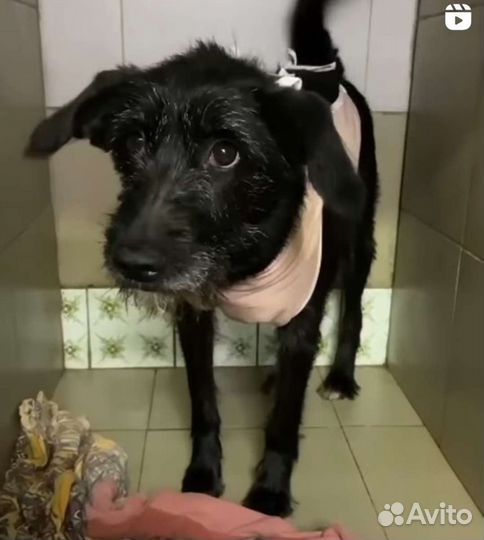 Дина ищет дом