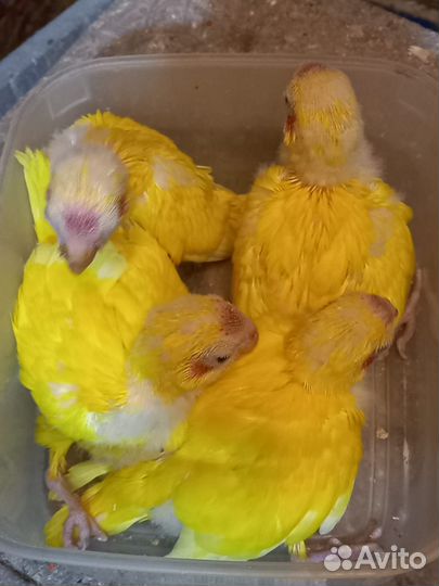 Попугай Какарик