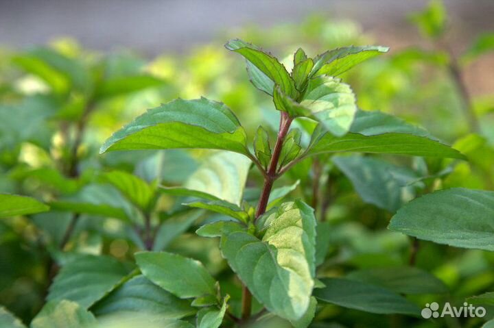 Мята 36 сортов (0,1л)