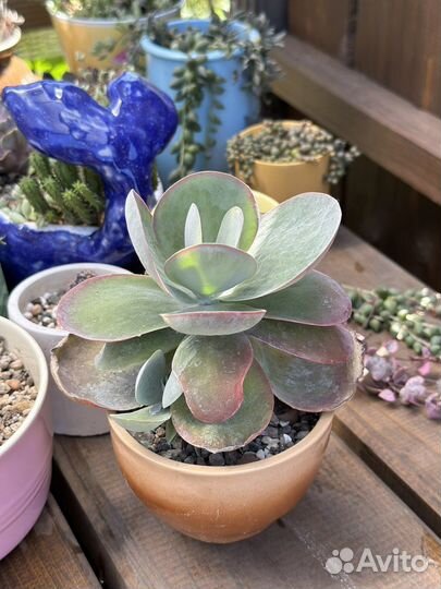 Суккуленты