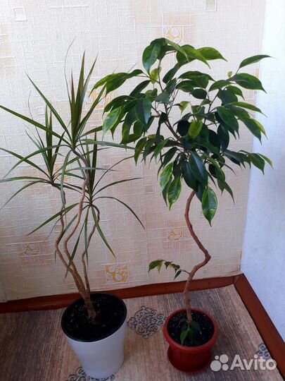 Фикус Анастасия на штамбе, драцена. Взрослые