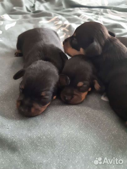 Мини той-терьер