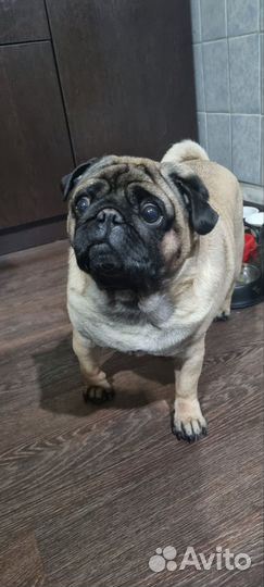 Мопс вязка мальчик