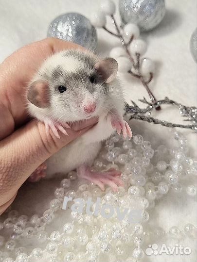 Крысята дамбо мальчики малыши