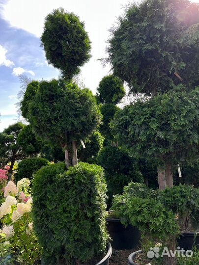 Туи формированные