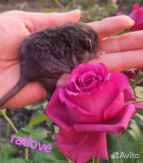 Крысята малыши кудряши
