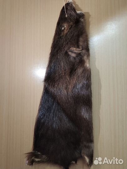 Шкурки нутрии