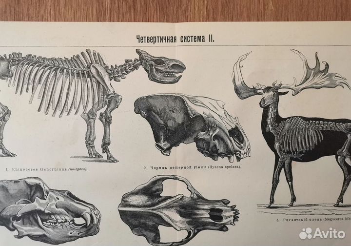 Антикварная гравюра Четвертичная система, 1901 год