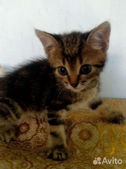 Котенок в добрые руки