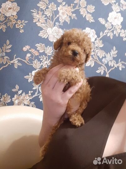 Мальтипу Мини-Микро f1 ф1 Тикап москвичи