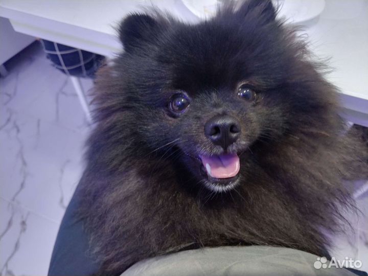 Померанский шпиц вязка
