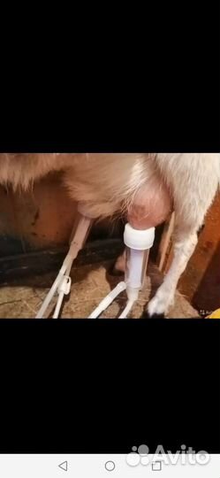 Козье молоко домашнее