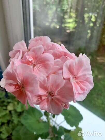 Пеларгония герань