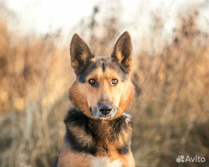 Метис овчарки Джонни ищет дом