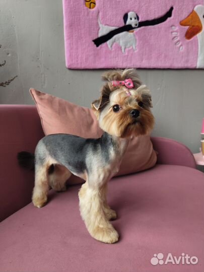 Стрижка Йорка