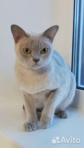 Бурманские котята лиловый, шоколад объявление продам