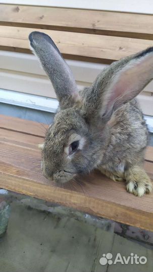 Серый великан