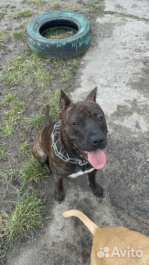 Вязка стаффордширский терьер