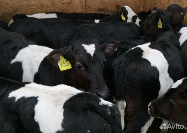 Телята бычки 3-4 мес, отпоенные. Доставка