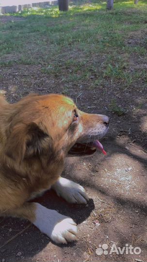 Выгул собак