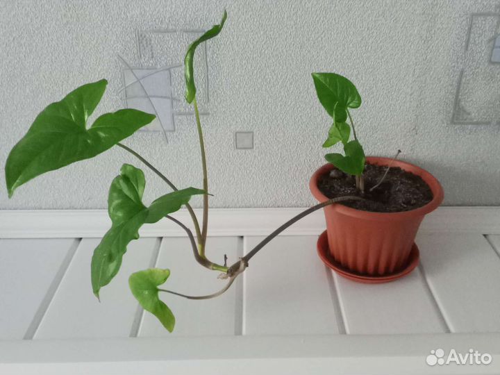 Укорененные отводки сингониума