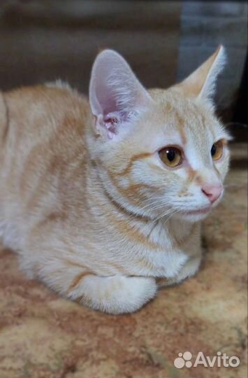 Кошка в дар