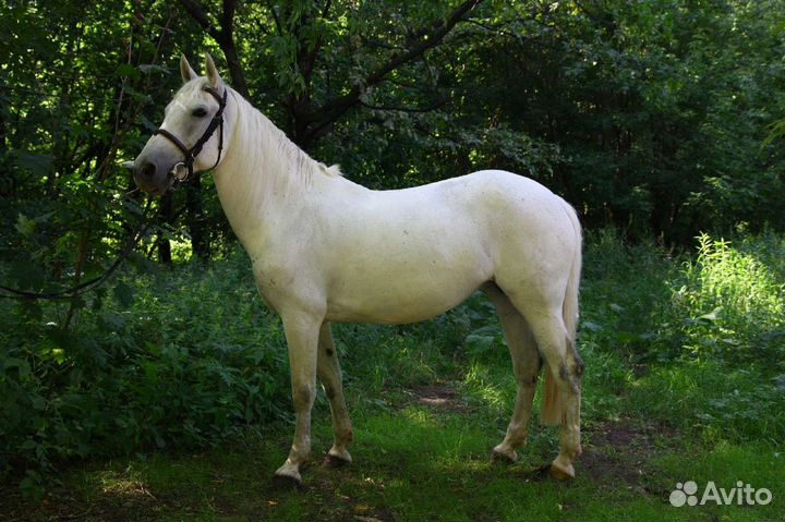 Упряжная Лошадь