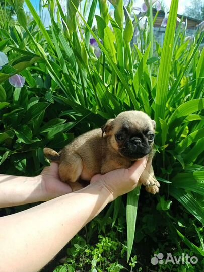 Мопс. Бронь