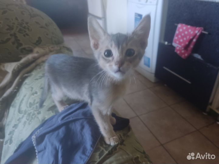 Абиссинские котята