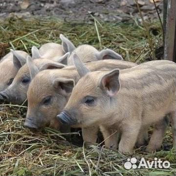 Венгерская мангалица