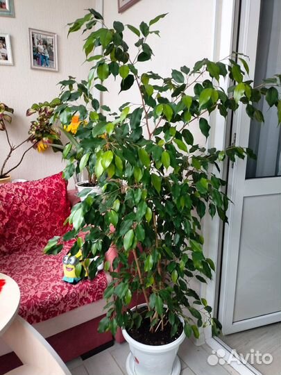 Фикус,бенджамина,фиалки и многое другое