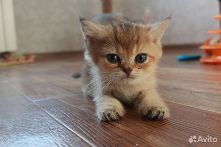 Передержка для животных, кошек, собак