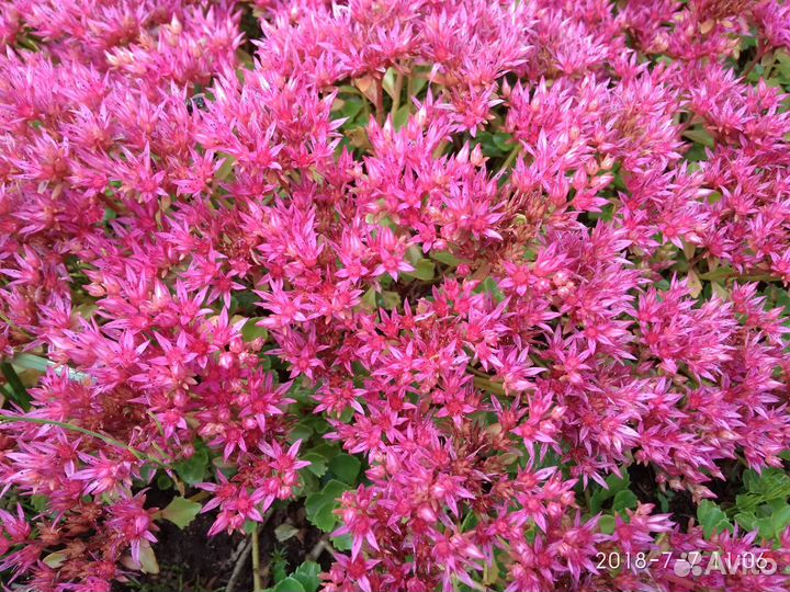 Очиток - почвопокровное растение