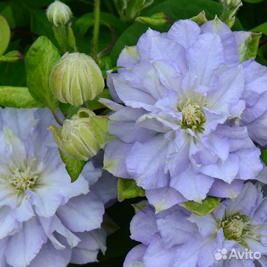 Клематис Даймонд Болл