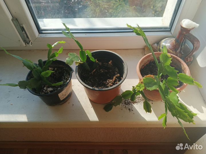 Комнатные цветы