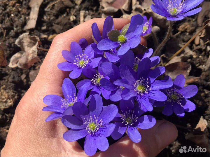 Многолетние растения