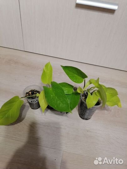 Сциндапсус Мунлайт, Глобал грин и др