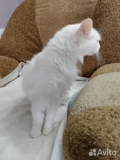 Белая кошка