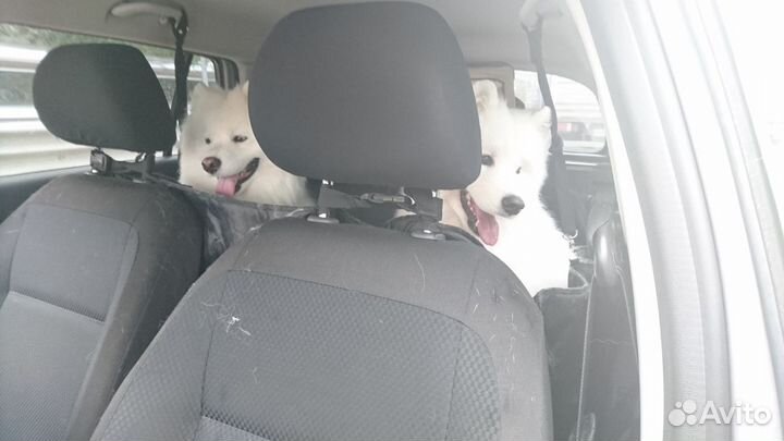 Зоотакси, перевозка питомцев