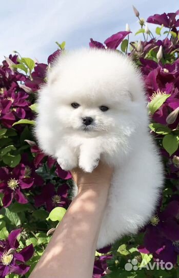 Померанский шпиц мишка