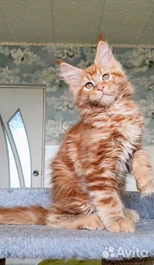 Ласковый гигант Мейн-кун