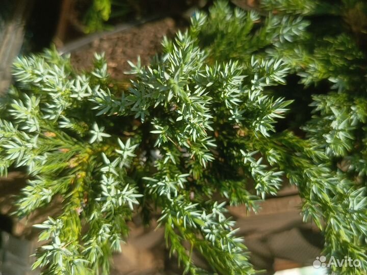 Хвойные растения для ландшафта