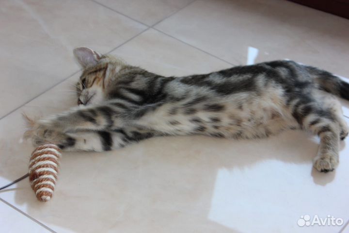 Помесь бенгала девочка