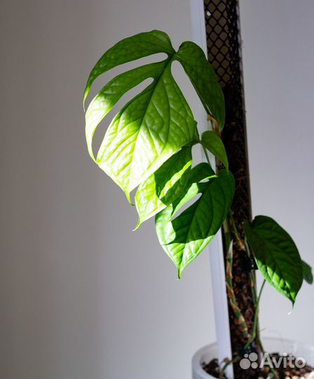 Опора для растений