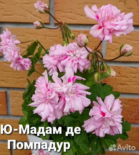 Сортовые пеларгонии герань