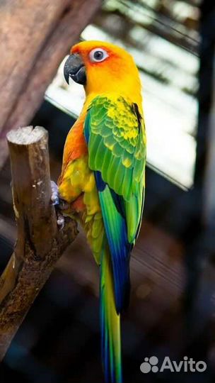 Попугаи Питомник 