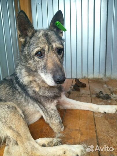 Собака в добрые руки