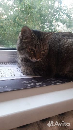 Найдена кошка