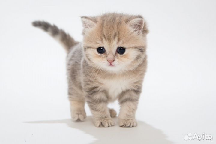 Клубные британские золотые котята